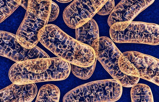 How Mitochondria Help in Endurance Sports